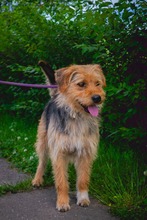 GUSTAV, Hund, Mischlingshund in Rumänien - Bild 3
