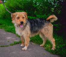 GUSTAV, Hund, Mischlingshund in Rumänien - Bild 4