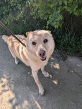 XANTHOS, Hund, Mischlingshund in Rumänien - Bild 1
