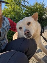 XANTHOS, Hund, Mischlingshund in Rumänien - Bild 2