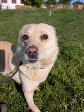 XANTHOS, Hund, Mischlingshund in Rumänien - Bild 3