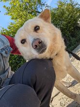 XANTHOS, Hund, Mischlingshund in Rumänien - Bild 4