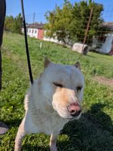 XANTHOS, Hund, Mischlingshund in Rumänien - Bild 5