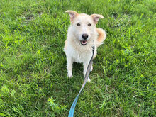 JOLANDA, Hund, Mischlingshund in Rumänien - Bild 1