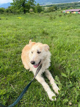 JOLANDA, Hund, Mischlingshund in Rumänien - Bild 2