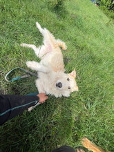 JOLANDA, Hund, Mischlingshund in Rumänien - Bild 3