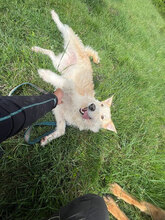 JOLANDA, Hund, Mischlingshund in Rumänien - Bild 4
