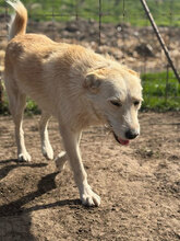 JOLANDA, Hund, Mischlingshund in Rumänien - Bild 5