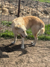 JOLANDA, Hund, Mischlingshund in Rumänien - Bild 6