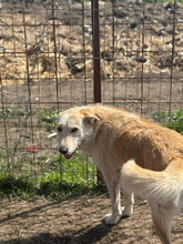 JOLANDA, Hund, Mischlingshund in Rumänien - Bild 7