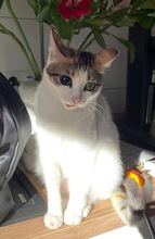 LUNA, Katze, Europäisch Kurzhaar in Bochum - Bild 2