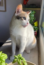 LUNA, Katze, Europäisch Kurzhaar in Bochum - Bild 3