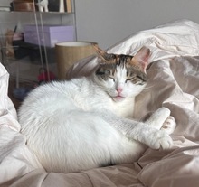 LUNA, Katze, Europäisch Kurzhaar in Bochum - Bild 4