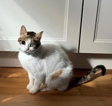 LUNA, Katze, Europäisch Kurzhaar in Bochum - Bild 5