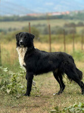 ZANDER, Hund, Mischlingshund in Rumänien - Bild 1