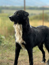 ZANDER, Hund, Mischlingshund in Rumänien - Bild 2