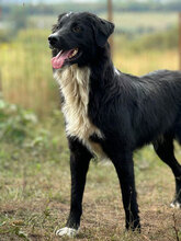 ZANDER, Hund, Mischlingshund in Rumänien - Bild 3