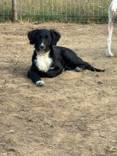 ZANDER, Hund, Mischlingshund in Rumänien - Bild 5