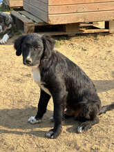 ZANDER, Hund, Mischlingshund in Rumänien - Bild 6
