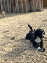 ZANDER, Hund, Mischlingshund in Rumänien - Bild 7