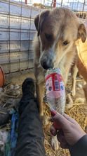 MAXMORITZ, Hund, Mischlingshund in Rumänien - Bild 11