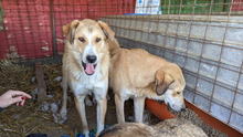 MAXMORITZ, Hund, Mischlingshund in Rumänien - Bild 5