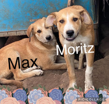 MAXMORITZ, Hund, Mischlingshund in Rumänien - Bild 7