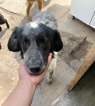 CARMEN, Hund, Mischlingshund in Rumänien - Bild 1