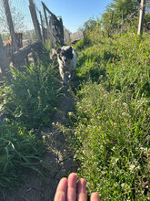 CARMEN, Hund, Mischlingshund in Rumänien - Bild 10