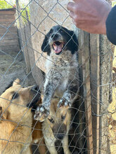 CARMEN, Hund, Mischlingshund in Rumänien - Bild 2