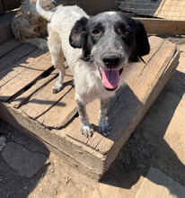 CARMEN, Hund, Mischlingshund in Rumänien - Bild 4