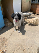 CARMEN, Hund, Mischlingshund in Rumänien - Bild 5