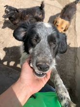 CARMEN, Hund, Mischlingshund in Rumänien - Bild 7