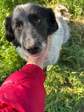 CARMEN, Hund, Mischlingshund in Rumänien - Bild 8