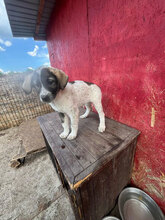KATARA, Hund, Mischlingshund in Rumänien - Bild 4