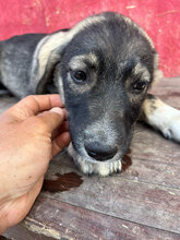 TOPH, Hund, Mischlingshund in Rumänien - Bild 1