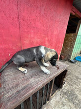 TOPH, Hund, Mischlingshund in Rumänien - Bild 3