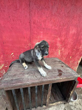 TOPH, Hund, Mischlingshund in Rumänien - Bild 4