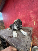 TOPH, Hund, Mischlingshund in Rumänien - Bild 5