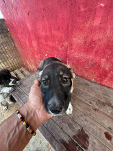 TOPH, Hund, Mischlingshund in Rumänien - Bild 7