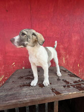 SOKKA, Hund, Mischlingshund in Rumänien - Bild 4