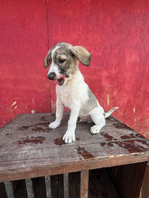SOKKA, Hund, Mischlingshund in Rumänien - Bild 5