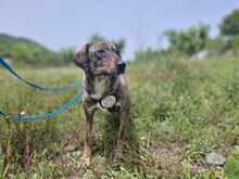 LOTTY, Hund, Mischlingshund in Griechenland - Bild 1