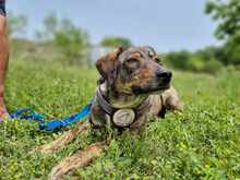 LOTTY, Hund, Mischlingshund in Griechenland - Bild 2