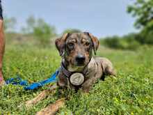LOTTY, Hund, Mischlingshund in Griechenland - Bild 3