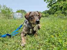 LOTTY, Hund, Mischlingshund in Griechenland - Bild 4