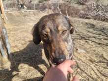 LOTTY, Hund, Mischlingshund in Griechenland - Bild 5