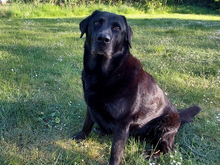 LUNANERA-LUNA, Hund, Labrador Retriever-Mix in Roggenstorf - Bild 1