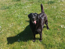 LUNANERA-LUNA, Hund, Labrador Retriever-Mix in Roggenstorf - Bild 2