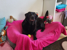 LUNANERA-LUNA, Hund, Labrador Retriever-Mix in Roggenstorf - Bild 4